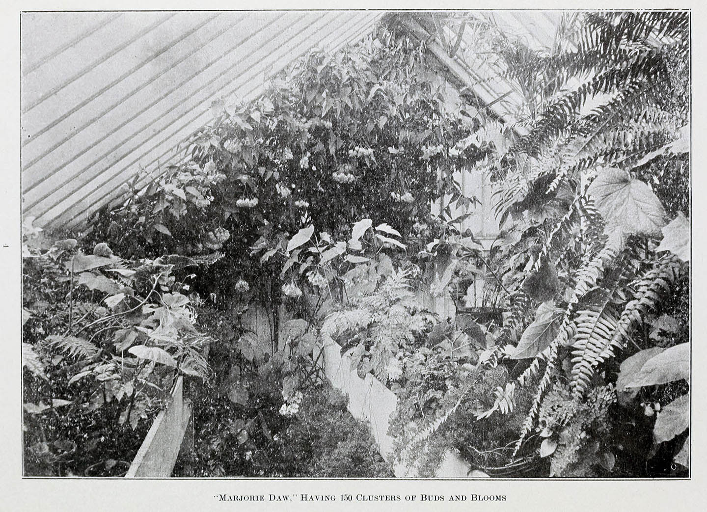 B. ‘Marjorie Daw’